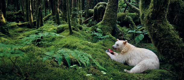 Foto di Paul Nicklen