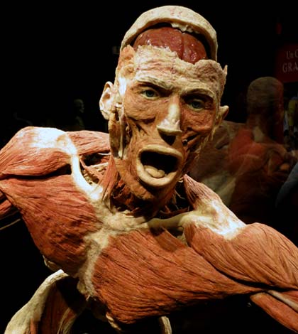 Body worlds