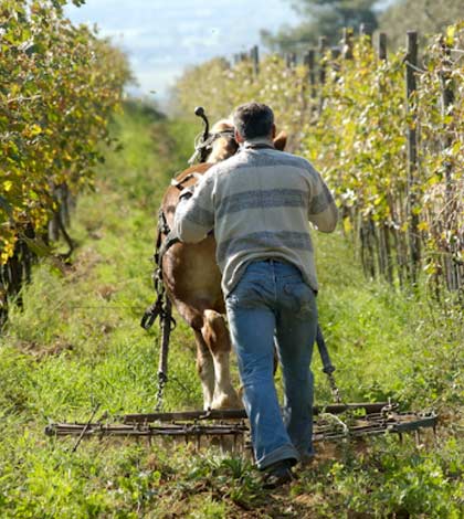 Fattoria Castellina