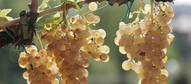 vernaccia