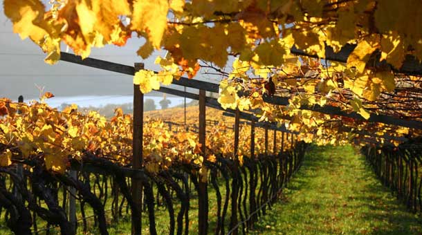 Vini Alto Adige