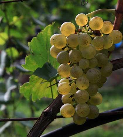 XXVII Rassegna Vini Müller Thurgau
