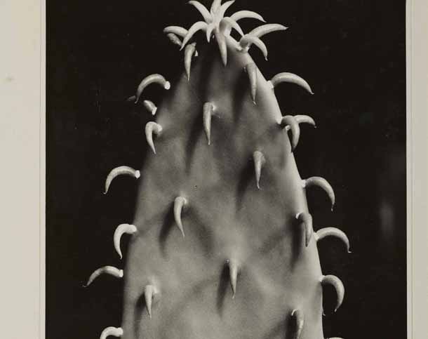 Aenne Biermann Cactus (Kaktus), prima del 1930 Stampa su gelatina, cm 50 x 40 Museum Folkwang, Essen