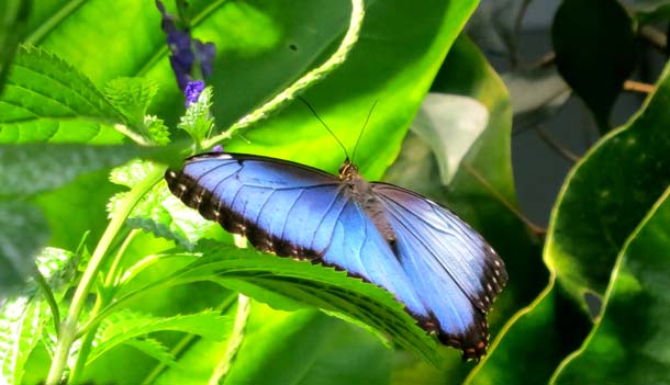 California Academy of Sciences_photocredit Fermata Spettacolo