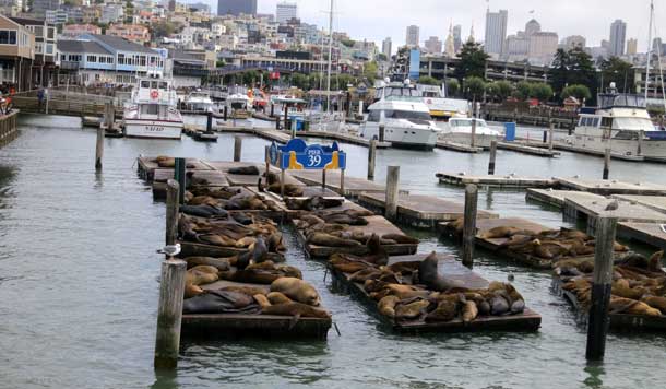 Pier 39_photocredit Fermata Spettacolo