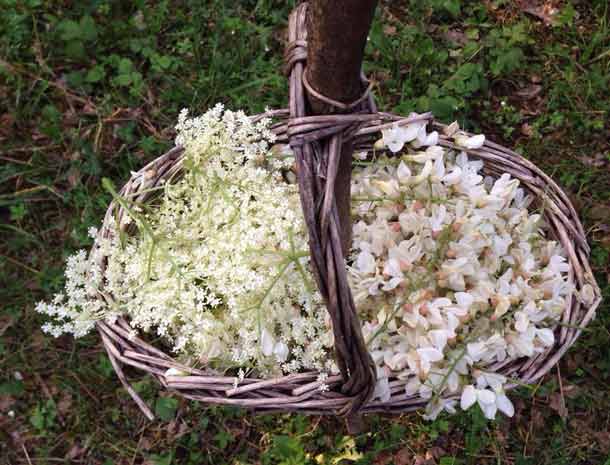 raccolta primaverile di fiori di Robinia pseudoacacia L. (robinia o acacia) e Sambucus nigra L. (sambuco)