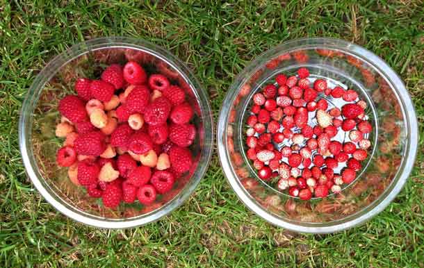 raccolta estiva di lampone (Rubus idaeus, L. 1753) e fragolina di bosco (Fragaria vesca L.)