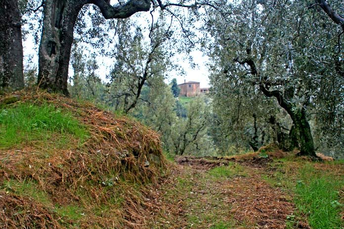 Vallebuia