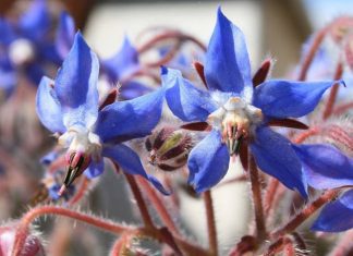 Ravioli all’ortica
