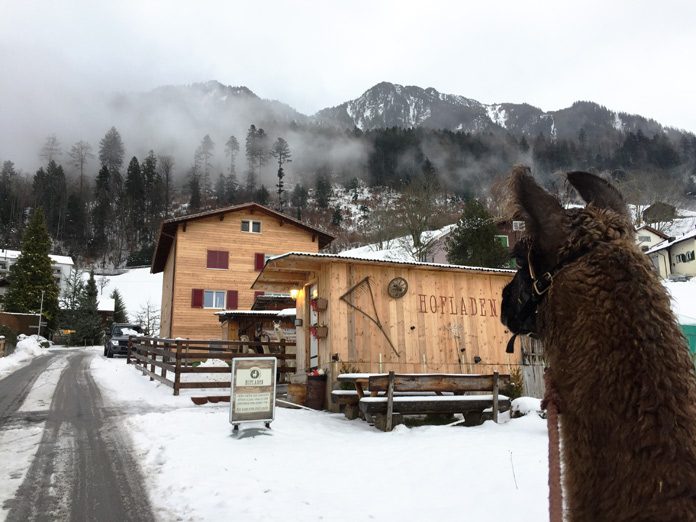 Lama & Alpakahof Triesenberg © Fermata Spettacolo