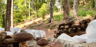 Funghi shiitake © Guà Forest Farm