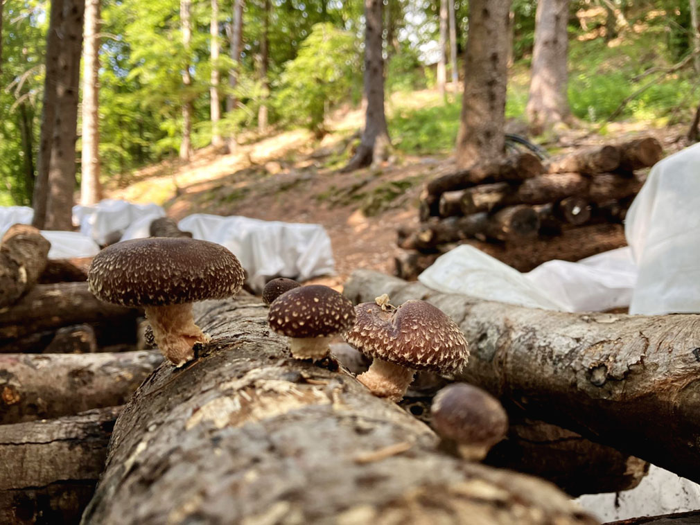 Funghi shiitake © Guà Forest Farm