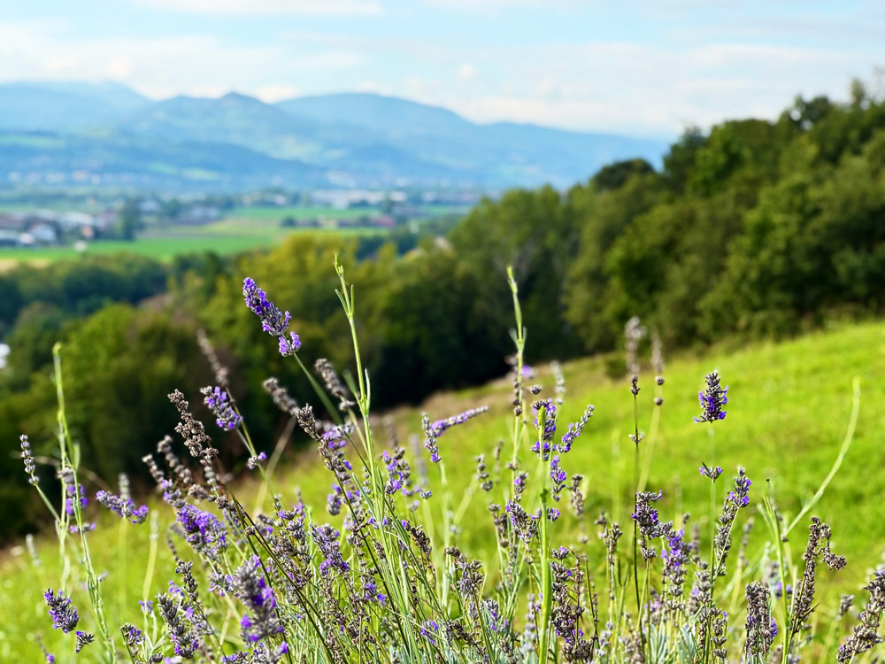 La Valle del Re © Fermata Spettacolo